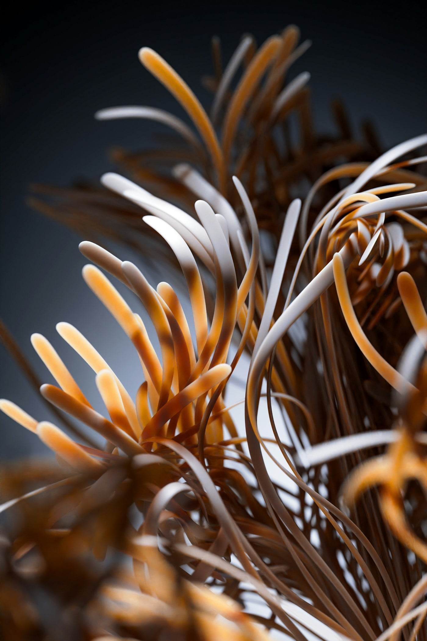 Bronze Thistle Study - Close-up dried botanical forms with bronze tones. Museum-grade framed artwork by Veriando Studio.