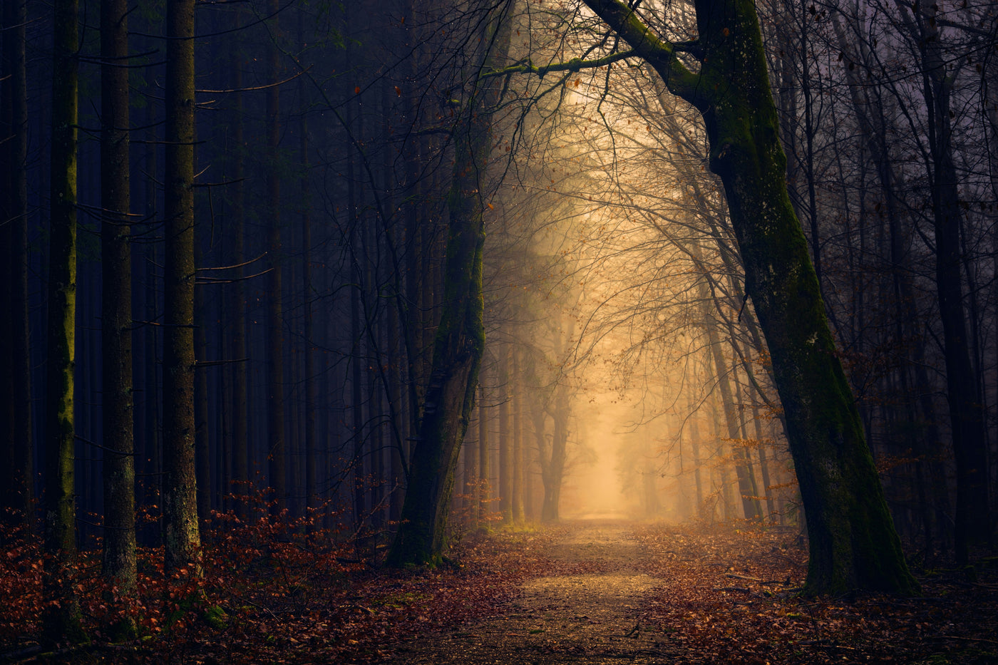 Forest Passage of Light - Forest path glowing with warm light through dark trees. Museum-grade framed artwork by Veriando Studio.