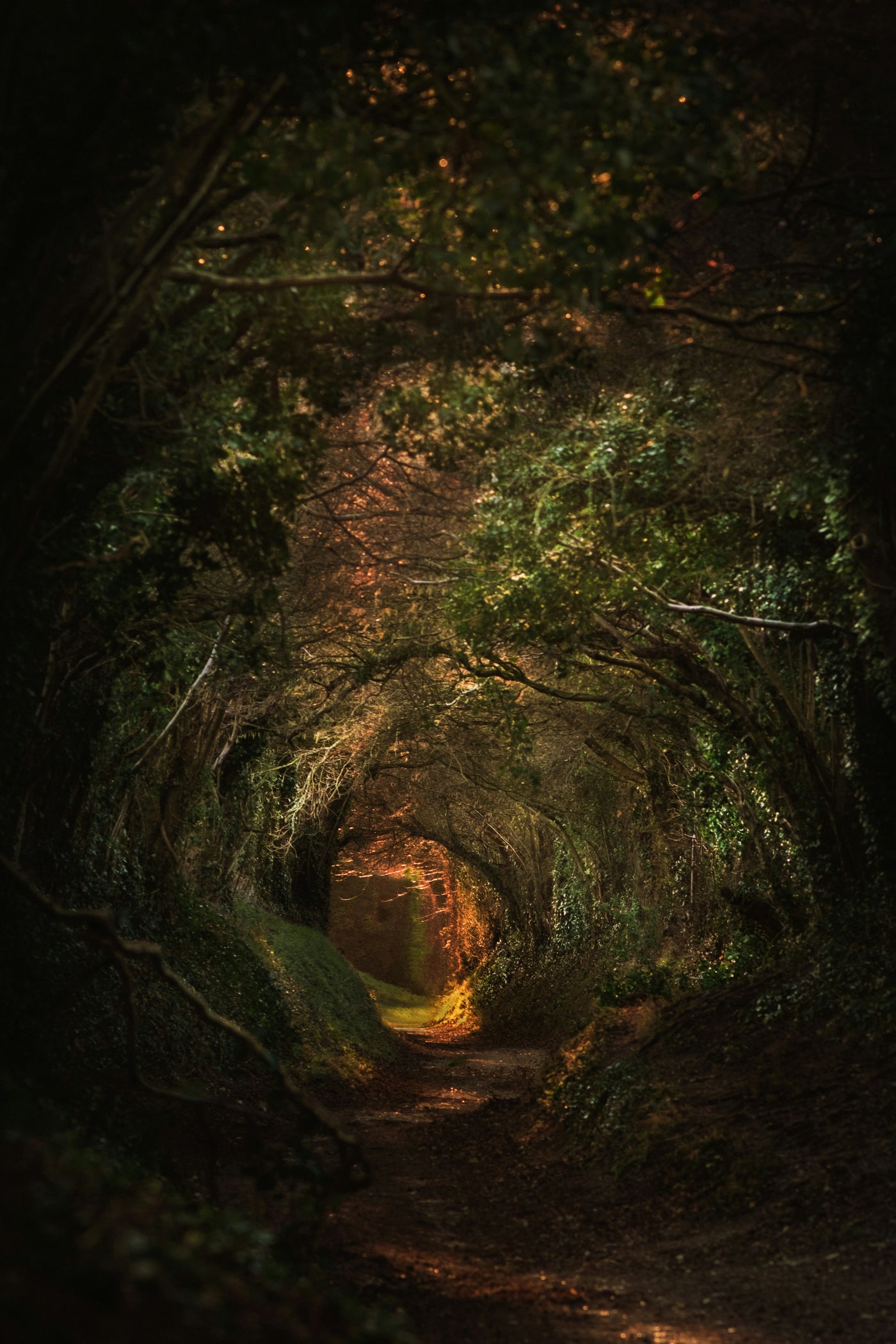 Forest Tunnel Glow - Tree tunnel opening into warm light. Museum-grade framed artwork by Veriando Studio.