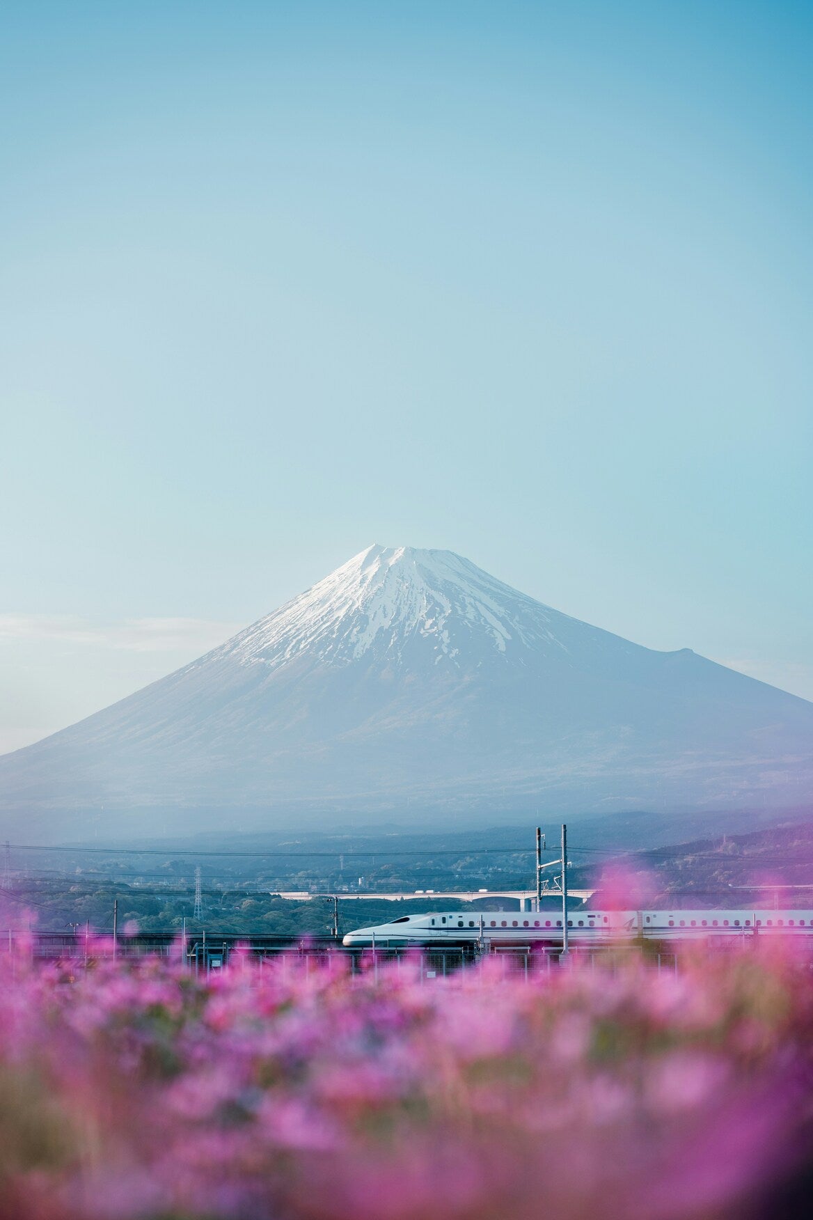Fuji in Lavender Fields - Mount Fuji beyond a soft purple flower field. Museum-grade framed artwork by Veriando Studio.
