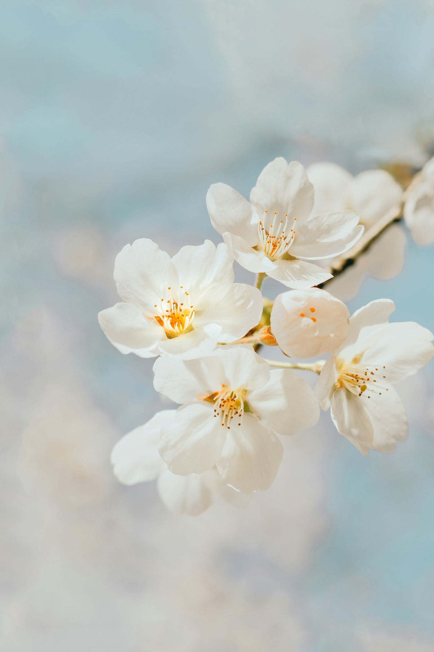 White Blossom Whisper - White blossoms in a soft pale blur. Museum-grade framed artwork by Veriando Studio.