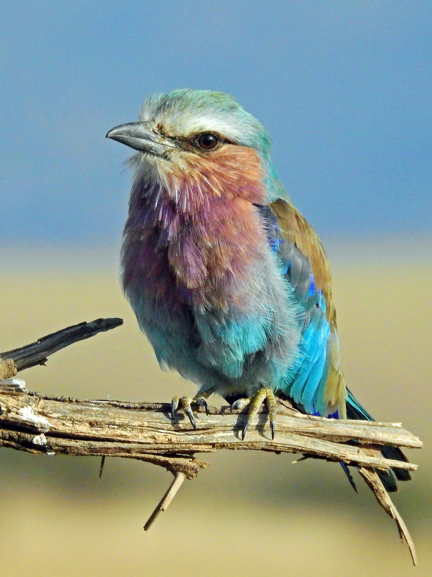 Lilac-Breasted Morning - Small colorful bird perched against a soft sky. Museum-grade framed artwork by Veriando Studio.