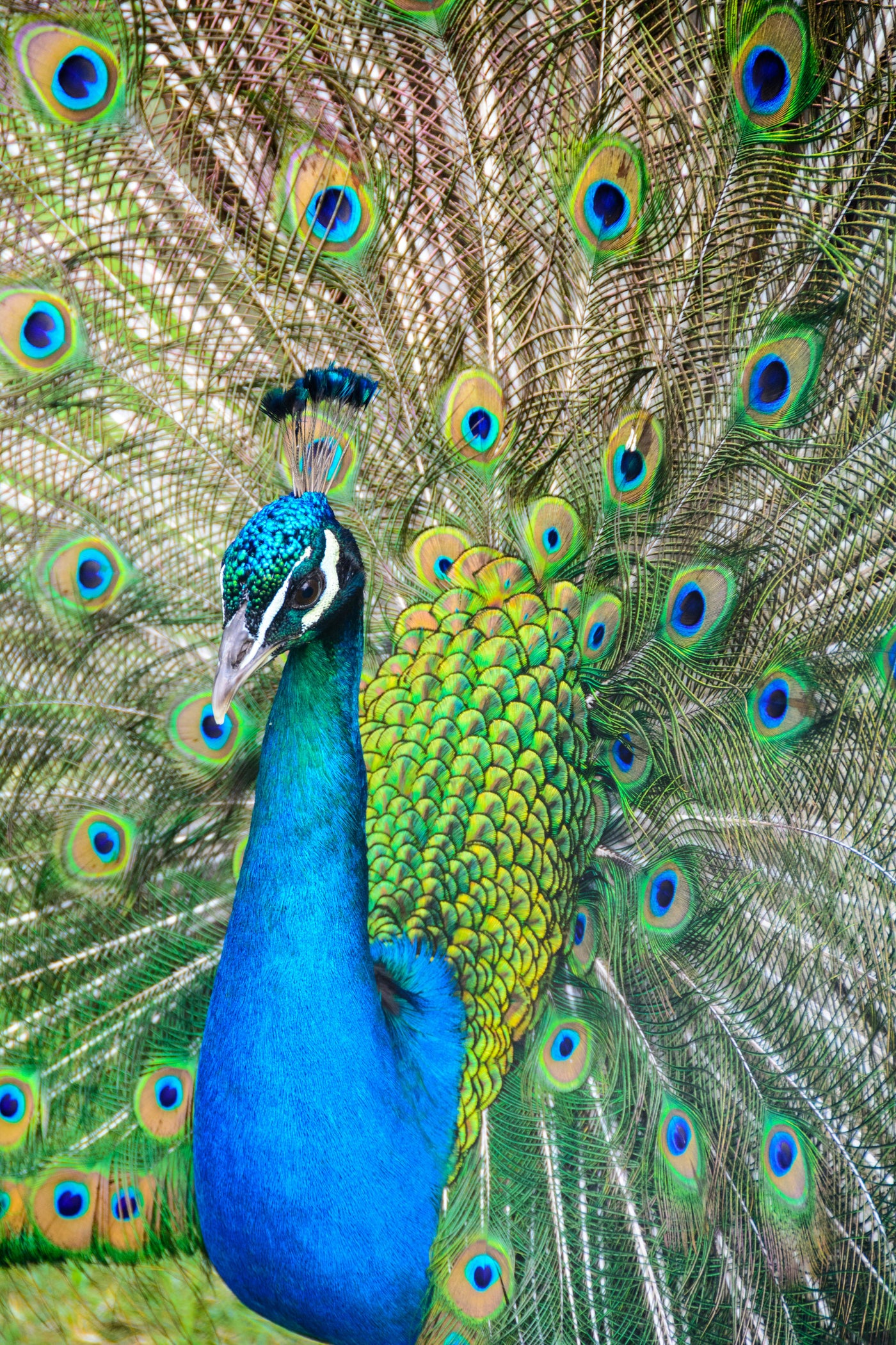 Peacock Fan Study - Peacock with open feather pattern. Museum-grade framed artwork by Veriando Studio.
