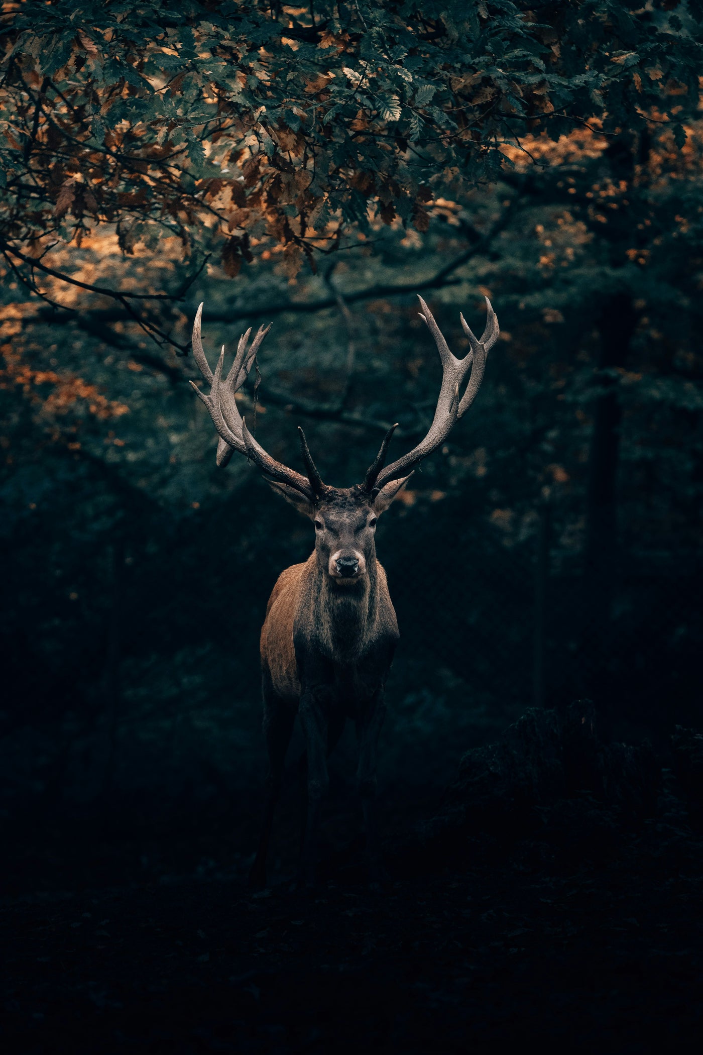Stag in Autumn Shadow - Stag standing in a dark autumn forest. Museum-grade framed artwork by Veriando Studio.