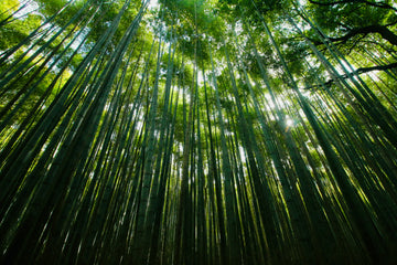 Bamboo Sun Cathedral Warm room