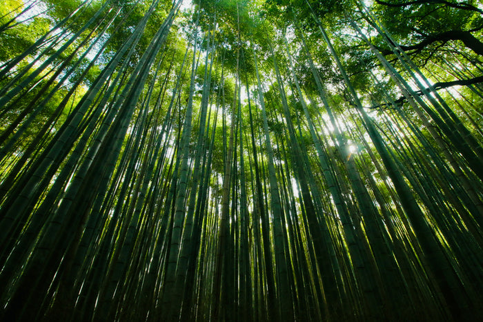 Bamboo Sun Cathedral - Sunlight streaming through tall bamboo. Museum-grade framed artwork by Veriando Studio.