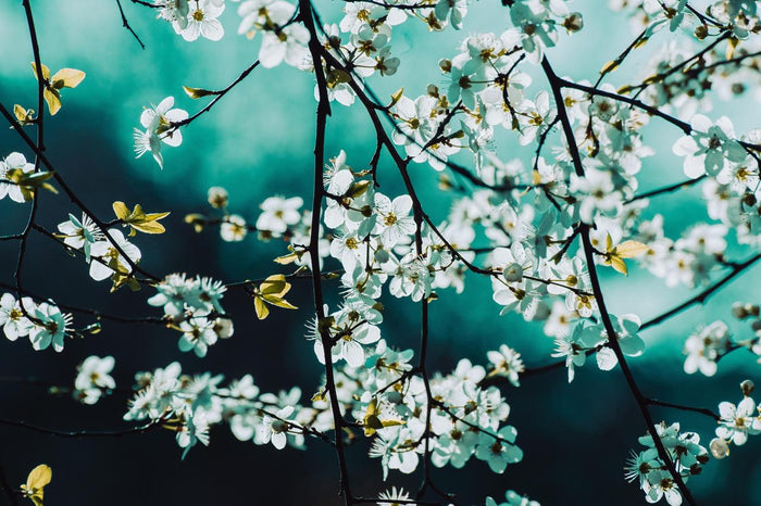 Blossom Canopy - White blossoms against a teal sky. Museum-grade framed artwork by Veriando Studio.