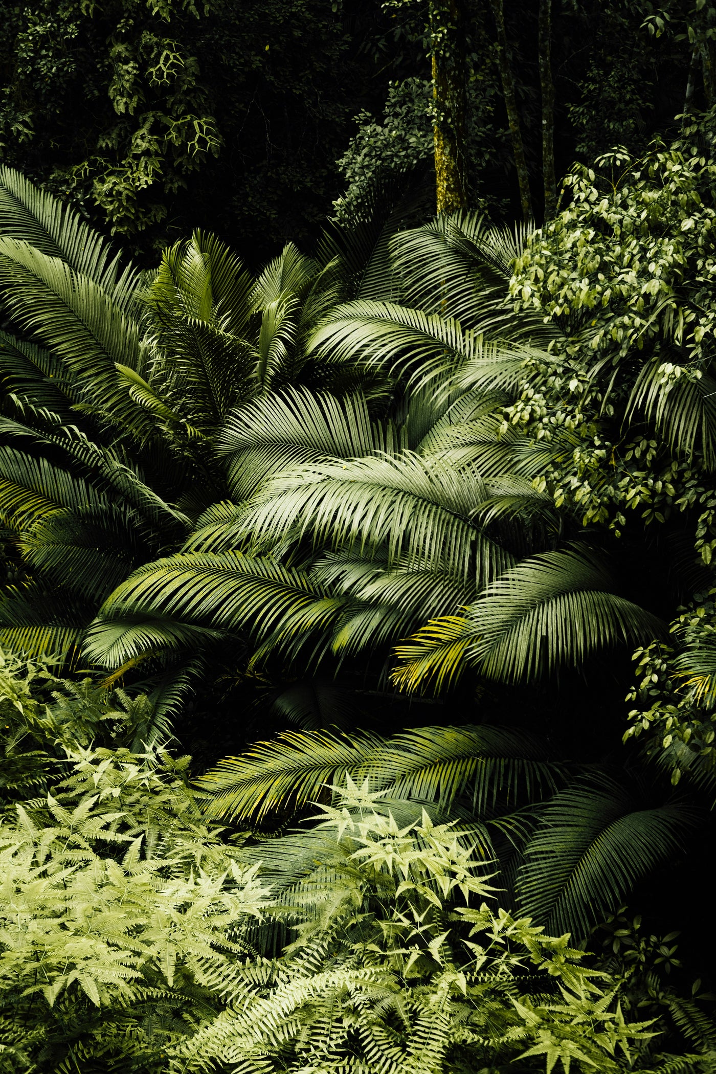 Fern Shadow Garden - Layered green ferns in dappled shadow. Museum-grade framed artwork by Veriando Studio.
