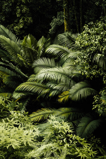 Fern Shadow Garden Warm room