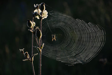 Spiderweb and Blossom Warm room