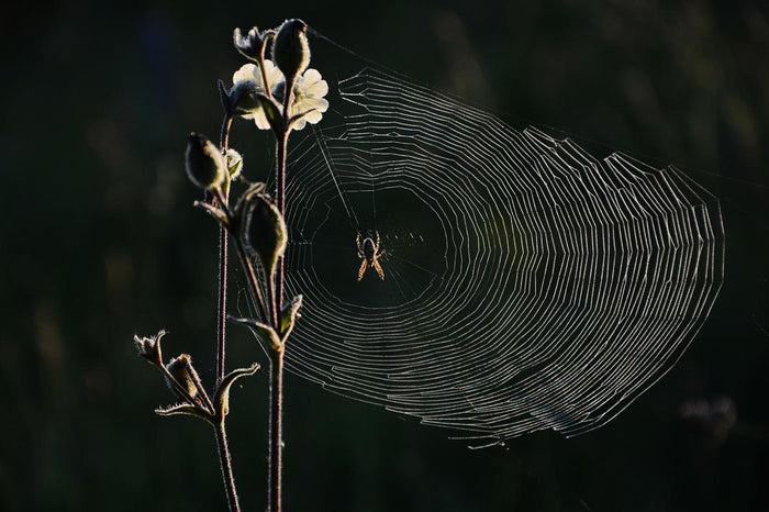 Spiderweb and Blossom - Spiderweb suspended from a fine branch and blossom. Museum-grade framed artwork by Veriando Studio.
