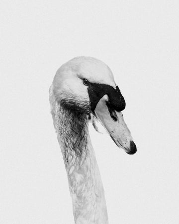Swan in White Silence Warm room