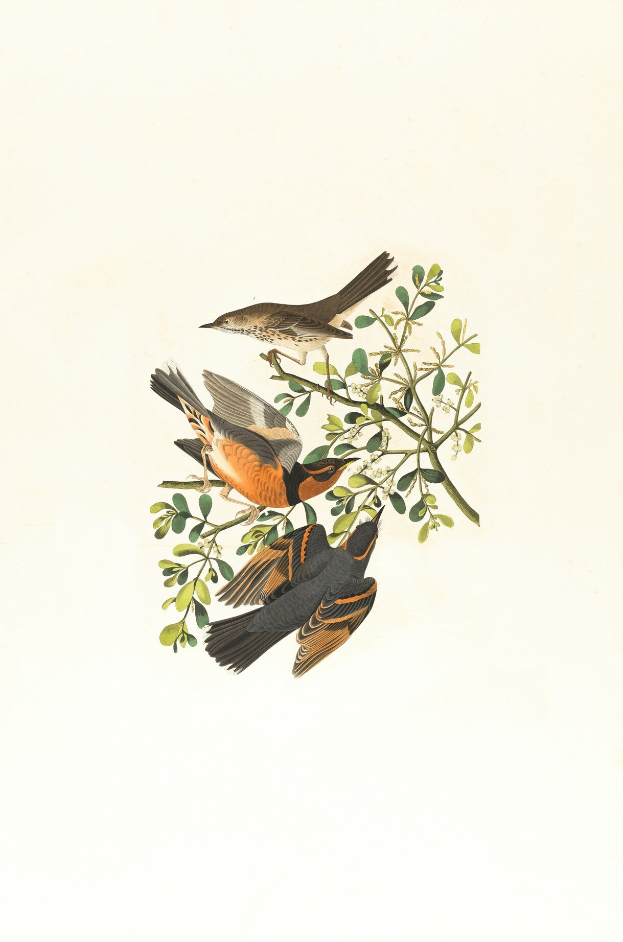 Two Birds Botanical Plate - Vintage botanical illustration with birds and branches. Museum-grade framed artwork by Veriando Studio.