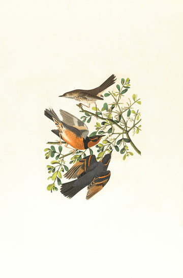 Two Birds Botanical Plate Warm room