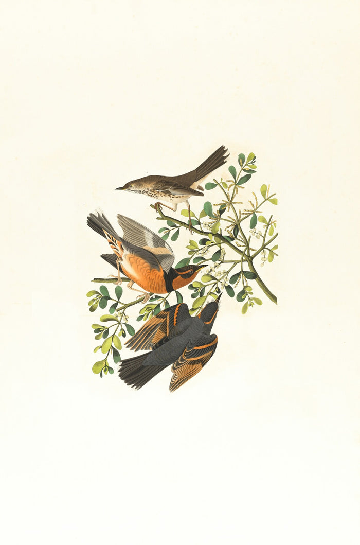 Two Birds Botanical Plate - Vintage botanical illustration with birds and branches. Museum-grade framed artwork by Veriando Studio.