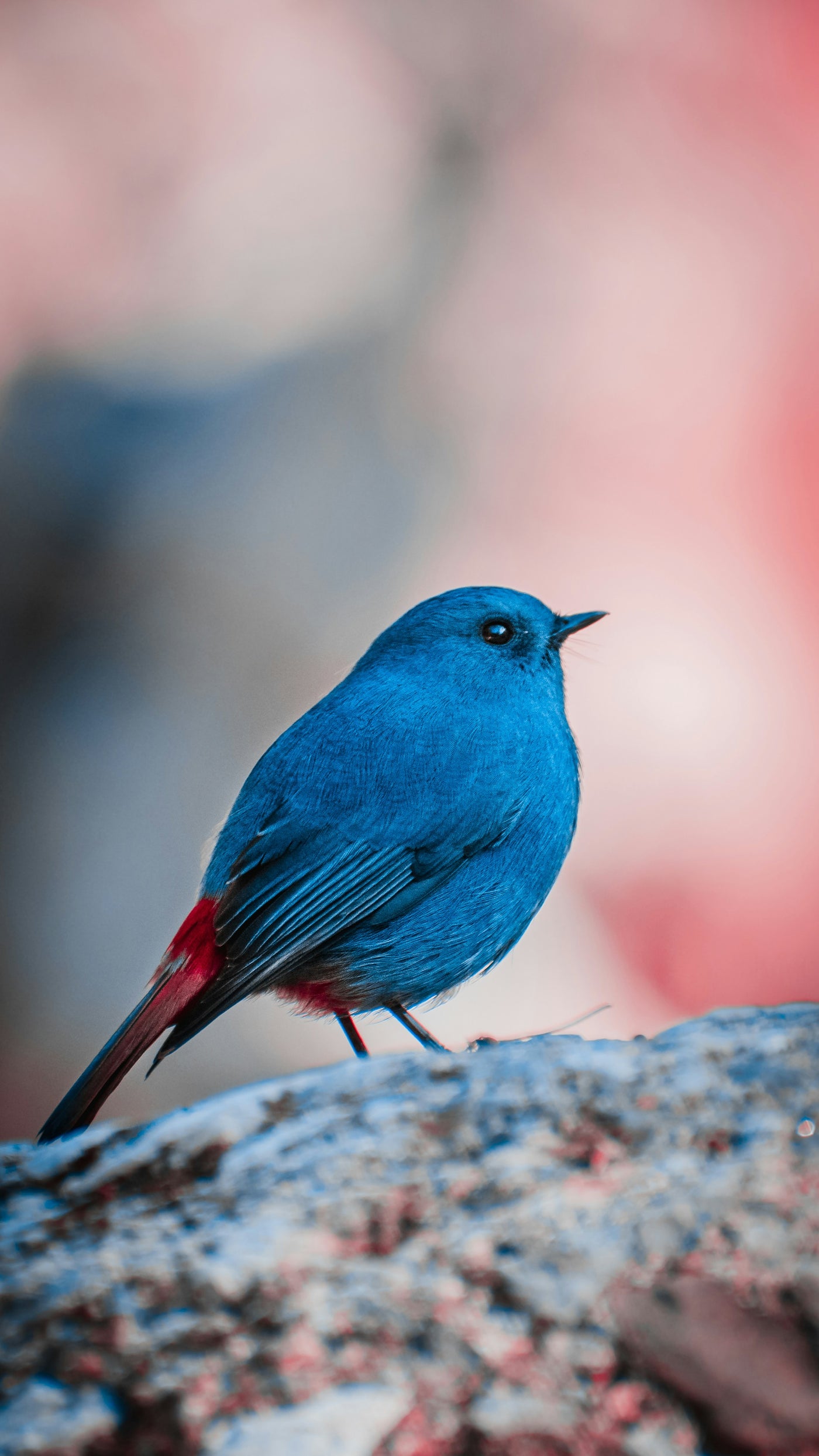 Bluebird on Frosted Stone - Blue bird against a blurred pastel background. Museum-grade framed artwork by Veriando Studio.