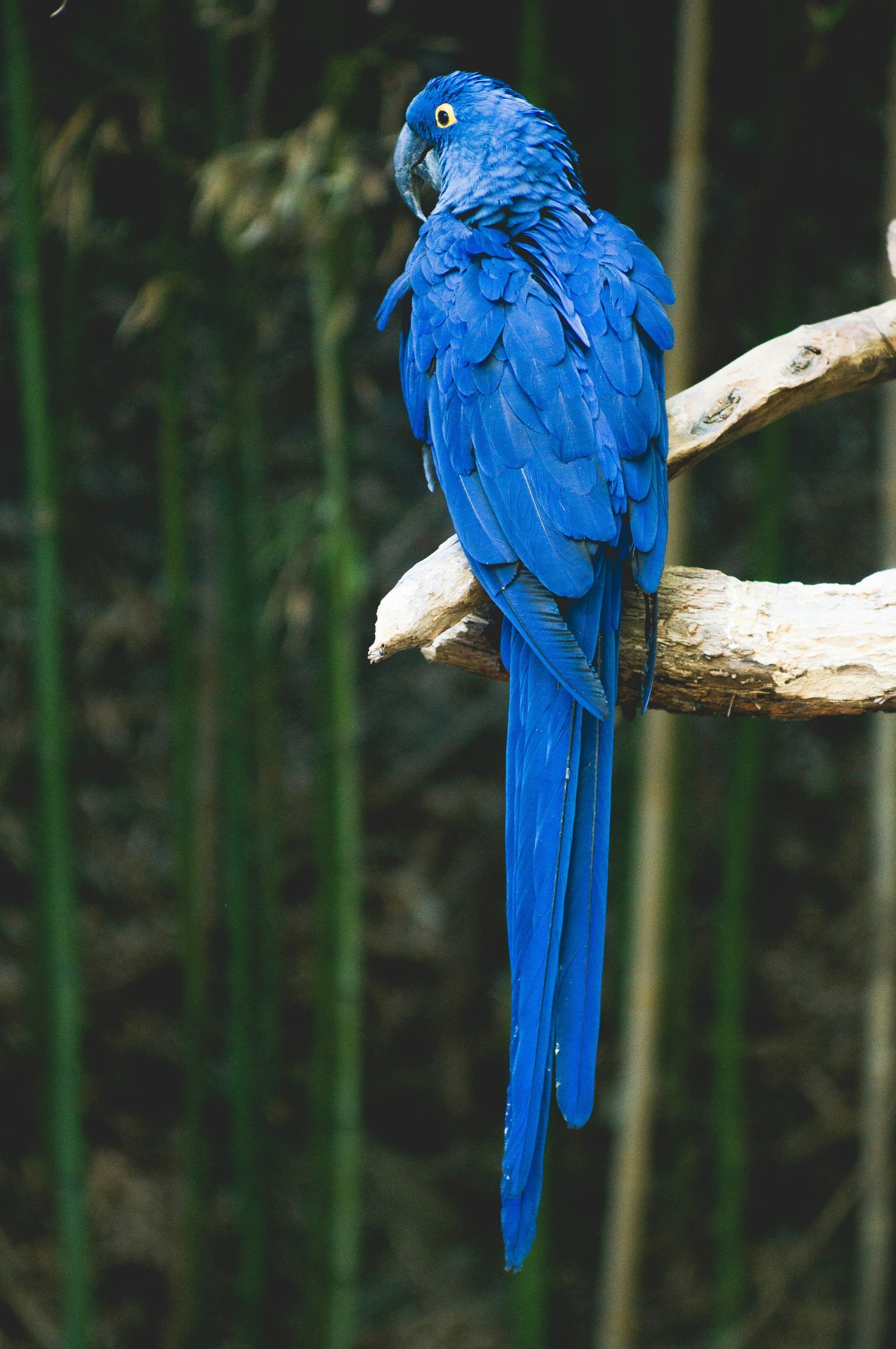 Cobalt Macaw in Green Shadow - Blue macaw perched against dark green foliage. Museum-grade framed artwork by Veriando Studio.