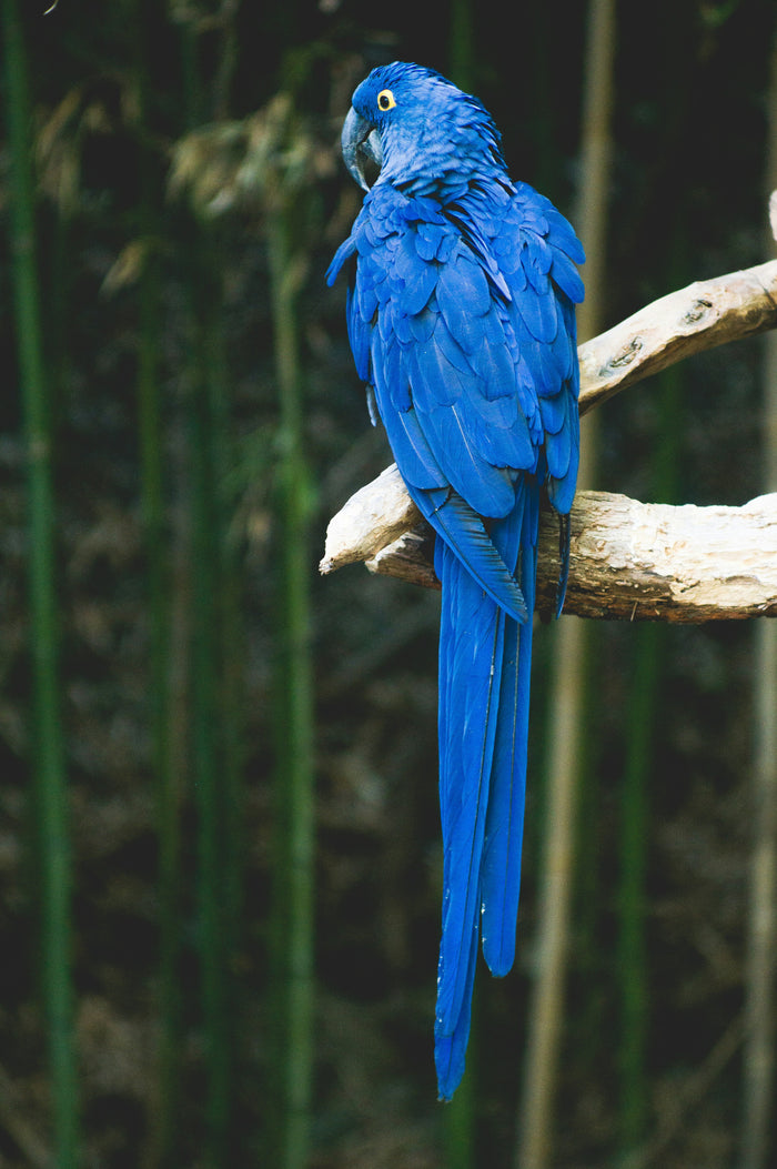 Cobalt Macaw in Green Shadow - Blue macaw perched against dark green foliage. Museum-grade framed artwork by Veriando Studio.