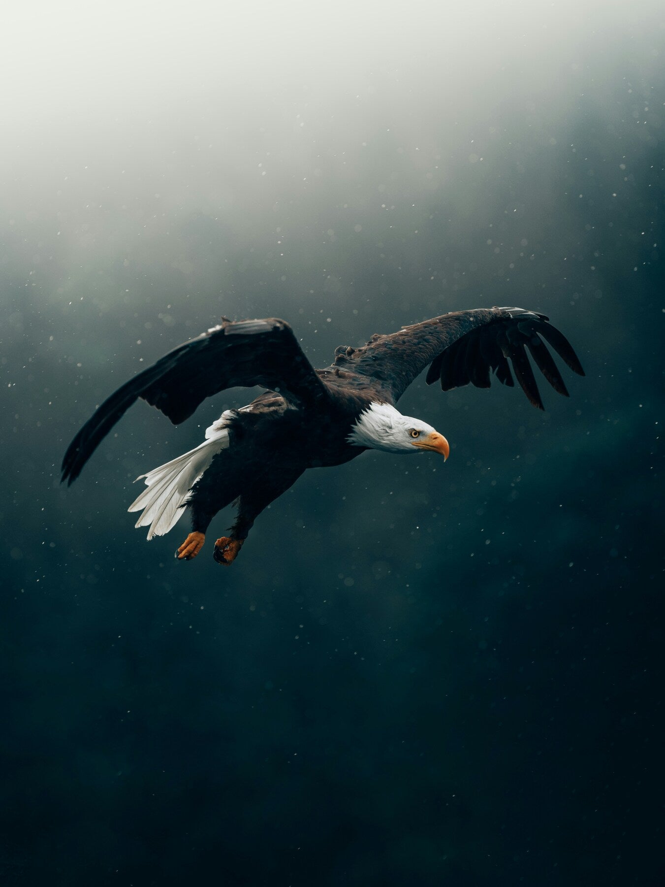 Eagle Through Rainlight - Eagle in flight through dark rain and mist. Museum-grade framed artwork by Veriando Studio.