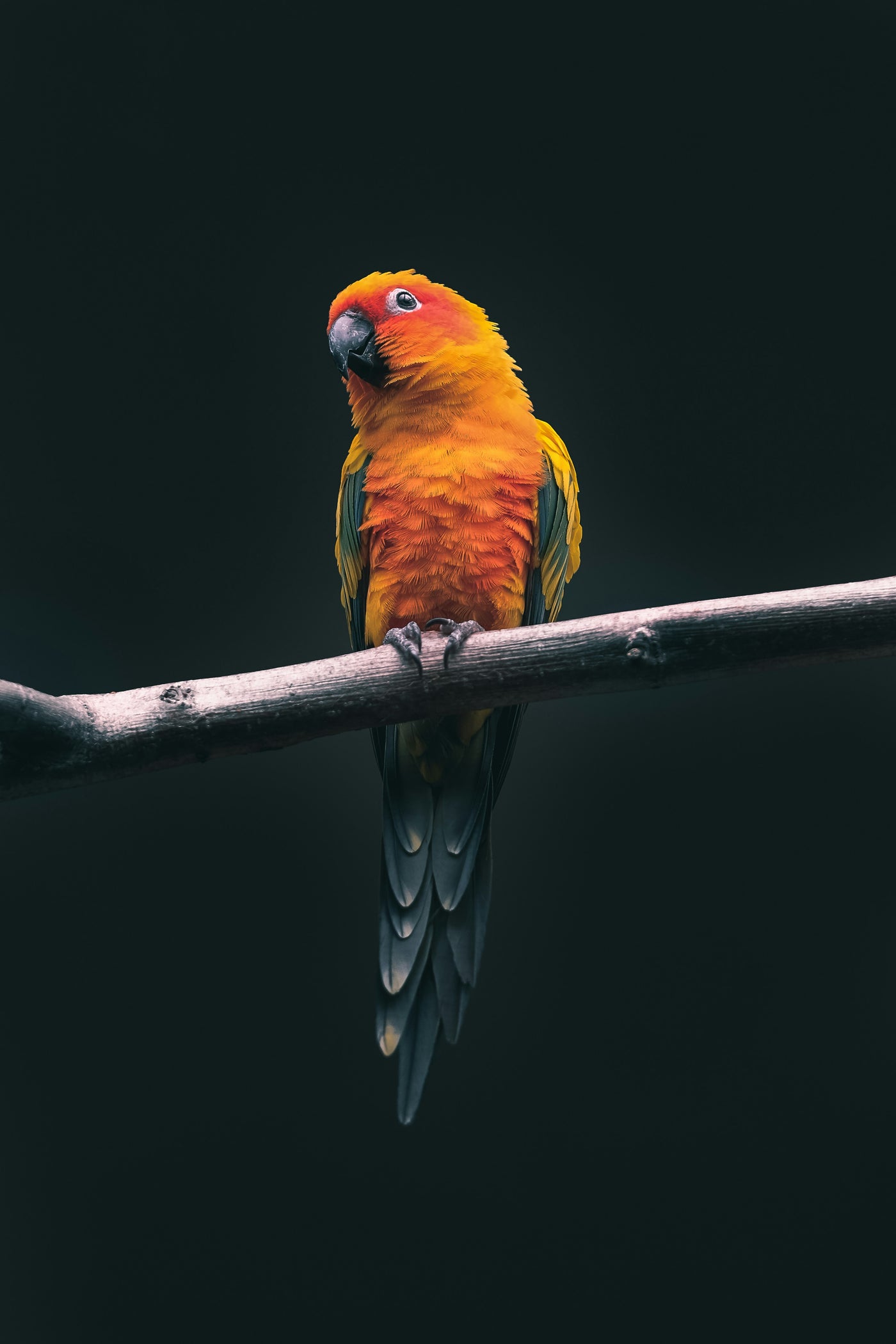 Ember Parrot on Black - Small orange parrot on a branch against dark negative space. Museum-grade framed artwork by Veriando Studio.