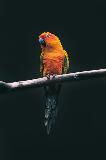 Ember Parrot on Black Warm room