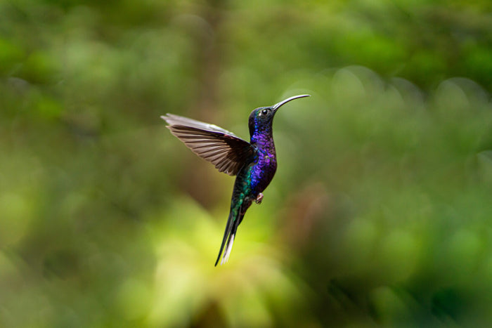 Emerald Hummingbird Flight - Tiny hummingbird suspended in a green blur. Museum-grade framed artwork by Veriando Studio.