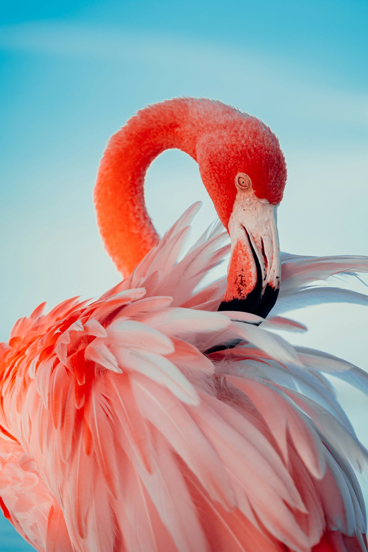 Flamingo Coral Fold - Close-up flamingo curve with coral feather texture. Museum-grade framed artwork by Veriando Studio.