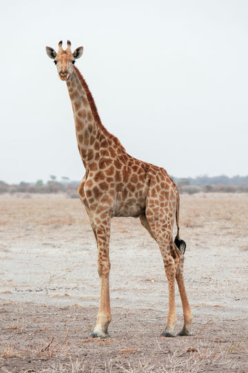 Giraffe in Pale Savanna Warm room