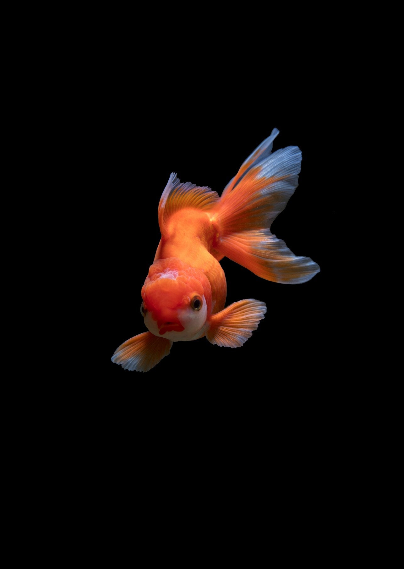 Goldfish in Black Water - Orange goldfish suspended in deep black water. Museum-grade framed artwork by Veriando Studio.