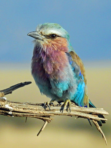 Lilac-Breasted Morning Warm room